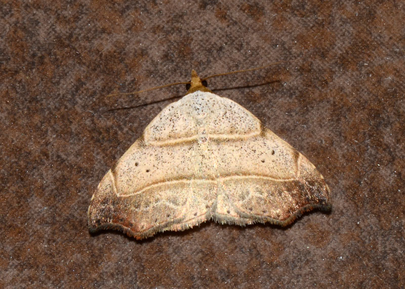 Noctuidae Laspeyria flexula ? - Si